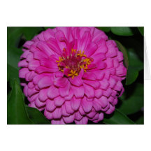 Tarjeta rosada de la floración del Zinnia