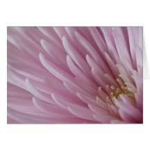 Tarjeta rosada del aster