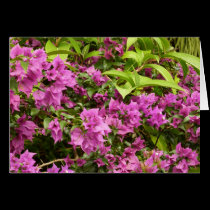 Tarjeta rosada tropical del Bougainvillea tarjetas