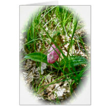 Tarjeta salvaje de la orquídea de señora deslizado