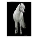 Tarjeta salvaje del caballo blanco