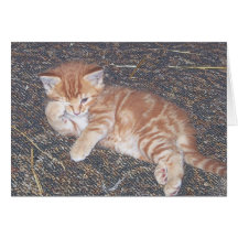 Tarjeta salvaje del gatito del Tabby anaranjado
