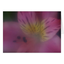 Tarjeta suave de la flor del foco