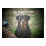 Tarjeta triste ida perro