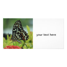Tarjeta tropical de la foto de la mariposa plantilla para tarjeta de foto