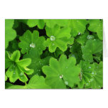 Tarjeta verde de las gotas de rocío