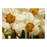 Tarjetas blancas de los narcisos