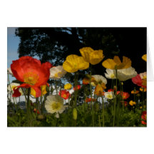 Tarjetas brillantes de la flor, amapolas en Devonp