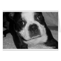 Tarjetas de condolencia del mascota de Boston Terr
