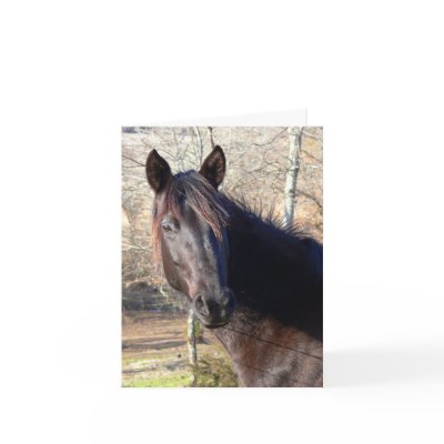 Tarjetas de cumpleaños del caballo de Zazzle.es 
