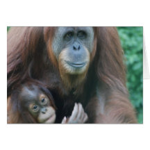 Tarjetas de felicitación de los orangutanes