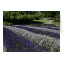 Tarjetas de felicitación: Lavanda púrpura y blanca