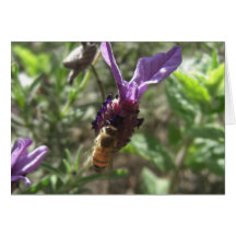 Tarjetas de la abeja de la lavanda
