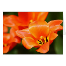 Tarjetas de la flor
