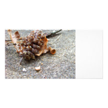 Tarjetas de la foto de las sobras del otoño tarjetas fotográficas 