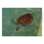 Tarjetas de la tortuga de mar