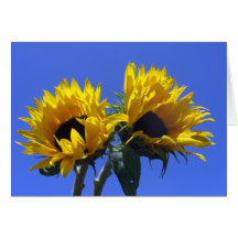 Tarjetas de los girasoles