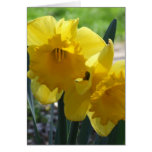 Tarjetas de los narcisos
