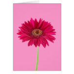 Tarjetas de nota de la flor