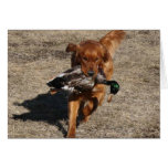 Tarjetas de nota del golden retriever