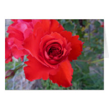 Tarjetas de nota del rosa rojo