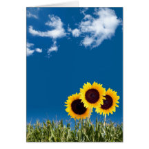 Tarjetas de nota del verano