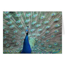 Tarjetas de nota en blanco del pavo real