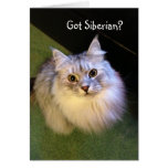 Tarjetas de nota siberianas del gato