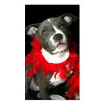 Tarjetas de visita azules del perrito de Pitbull