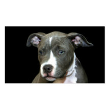 Tarjetas de visita azules del perrito de Pitbull