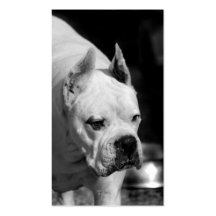 Tarjetas de visita blancas del perro del boxeador