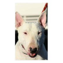 Tarjetas de visita de bull terrier