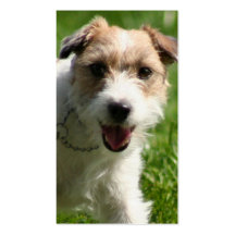 Tarjetas de visita de Jack Russell Terrier