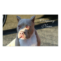 Tarjetas de visita de Staffordshire Terrier americ