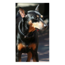 Tarjetas de visita del Pinscher miniatura