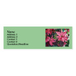 Tarjetas de visita delgadas del Poinsettia