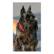 Tarjetas de visita escocesas del terrier