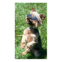Tarjetas de visita frescas de Yorkshire Terrier