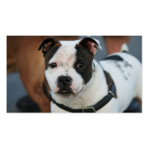 Tarjetas de visita jovenes de Staffordshire bull t