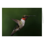 Tarjetas del colibrí