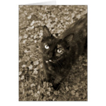 Tarjetas del gato de Tortie