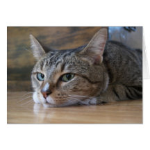 Tarjetas del gato, Scarlett en Balmain