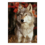 Tarjetas del lobo