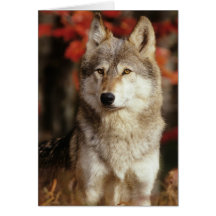 Tarjetas del lobo