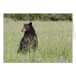 Tarjetas del oso negro