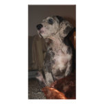 Tarjetas del perrito de great dane tarjetas con fotos personalizadas