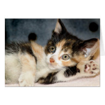 Tarjetas del saludo/de nota del gatito del calicó 