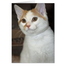 Tarjetas del saludo/de nota del gato de Shorthair 