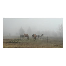 Tarjetas escarchadas de la foto de la niebla de la tarjetas fotograficas 