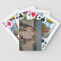 Tarjetas que juegan de los guepardos cartas de juego